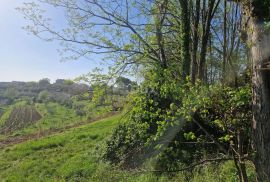 ISTRA, CEROVLJE - Impozantno građevinsko zemljište s maslinama, Cerovlje, Γη