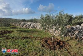 ISTRA, FAŽANA, MLADI MASLINIK, 2400 M2, Fažana, Land