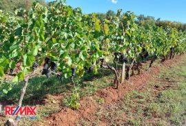 ISTRA, ŠAJINI, POLJOPRIVREDNO ZEMLJIŠTE SA VINOGRADOM, Barban, Tierra