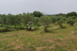 Maslinik s preko 500 stabala maslina, okolica Kanfanara, Kanfanar, Land