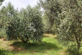 Maslinik s preko 500 stabala maslina, okolica Kanfanara, Kanfanar, Zemljište
