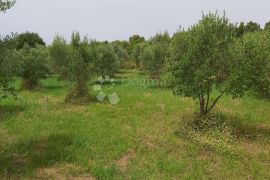 Maslinik s preko 500 stabala maslina, okolica Kanfanara, Kanfanar, Arazi