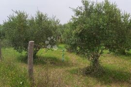 Maslinik s preko 500 stabala maslina, okolica Kanfanara, Kanfanar, Terra