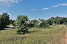 Svetvinčenat, zemljište za investiciju, 27.000m2, Svetvinčenat, Land