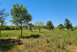 Poljoprivredno zemljište Vodnjan, Vodnjan, Tierra