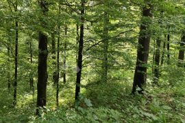 Fužine - šuma gospodarske namjene, Fužine, Terrain