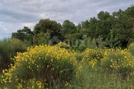 ISTRA, ROVINJ Maslinik, vinograd i voćnjak 1,6 ha, Rovinj, Zemljište