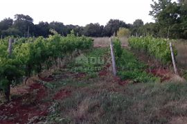 ISTRA, ROVINJ Maslinik, vinograd i voćnjak 1,6 ha, Rovinj, Land