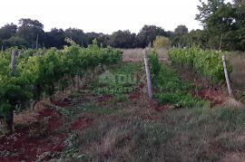 ISTRA, ROVINJ Maslinik, vinograd i voćnjak 1,6 ha, Rovinj, Arazi