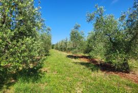 ISTRA, NOVIGRAD - Prostrani maslinik s 300 maslina i gospodarskim objektom, Novigrad, Arazi