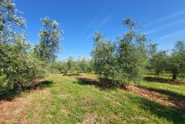 ISTRA, NOVIGRAD - Prostrani maslinik s 300 maslina i gospodarskim objektom, Novigrad, Arazi