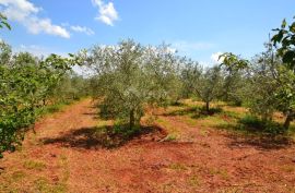 ISTRA, NOVIGRAD - Prostrani maslinik s 300 maslina i gospodarskim objektom, Novigrad, Arazi