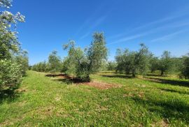 ISTRA, NOVIGRAD - Prostrani maslinik s 300 maslina i gospodarskim objektom, Novigrad, Arazi