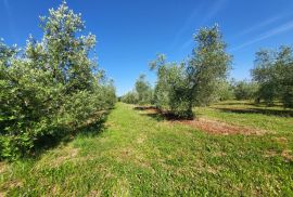 ISTRA, NOVIGRAD - Prostrani maslinik s 300 maslina i gospodarskim objektom, Novigrad, Arazi