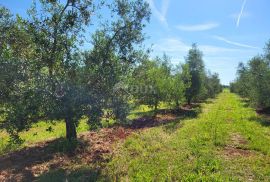 ISTRA, NOVIGRAD - Prostrani maslinik s 300 maslina i gospodarskim objektom, Novigrad, Arazi