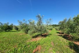 ISTRA, NOVIGRAD - Prostrani maslinik s 300 maslina i gospodarskim objektom, Novigrad, Arazi