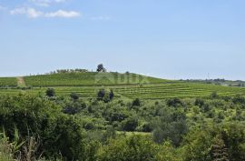 ISTRA, BUJE - Građevinsko zemljište na rubu građevinske zone, panoramski pogled, Buje, Земля