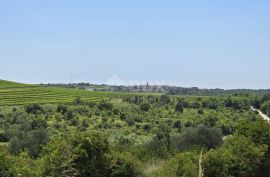 ISTRA, BUJE - Građevinsko zemljište na rubu građevinske zone, panoramski pogled, Buje, Terra