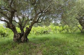 ISTRA, BUJE - Građevinsko zemljište na rubu građevinske zone, panoramski pogled, Buje, Terreno