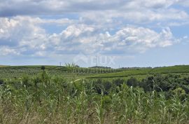 ISTRA, BUJE - Građevinsko zemljište na rubu građevinske zone, panoramski pogled, Buje, Arazi