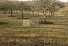 Istra predivan maslinik okolica Barbana, Barban, Terreno