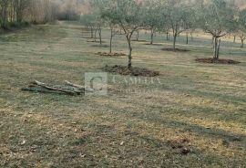 Istra predivan maslinik okolica Barbana, Barban, Tierra