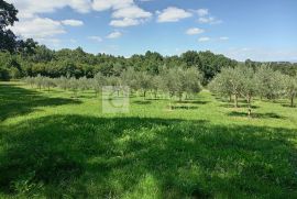 Istra predivan maslinik okolica Barbana, Barban, Terreno