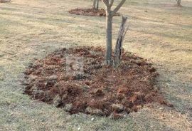 Istra predivan maslinik okolica Barbana, Barban, Zemljište