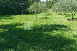 Istra predivan maslinik okolica Barbana, Barban, Zemljište