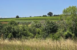 ISTRA, VIŽINADA - Građevinsko zemljište za gradnju dvije kuće, otvoreni pogled na prirodu, Vižinada, Land