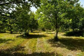 Nasad oraha s brvnarom - Ivanovac, Zemljište