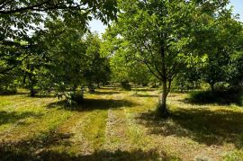 Nasad oraha s brvnarom - Ivanovac, Terra