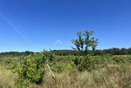 ISTRA,BADERNA - Prostrano poljoprivredno zemljište, Poreč, Arazi