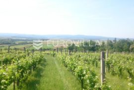 Kutjevačko vinogorje, IDILIČNO SEOSKO IMANJE  78 505 m2 u srcu Slavonije, Kutjevo, Terreno