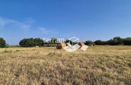 Istra, Kanfanar građevinsko zemljište 3292m2, panorarmski pogled na more  #prodaja, Kanfanar, Γη