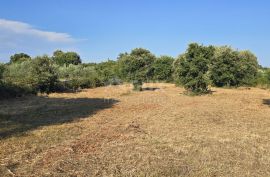 ISTRA, KAVRAN - Građevinsko zemljište s pogledom na more, s 3 strane okružena poljoprivrednim površinama, Marčana, Γη