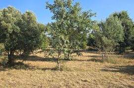 ISTRA, KAVRAN - Građevinsko zemljište s pogledom na more, s 3 strane okružena poljoprivrednim površinama, Marčana, Terrain