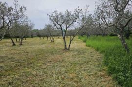 ISTRA, FAŽANA - Predivan maslinik s istarskim kažunom 3.170 m2, Fažana, Tierra