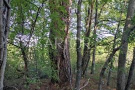 Barban, jedinstveno građevinsko zemljište, Barban, Land