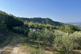 PREDIVAN MASLINIK SA 90 MASLINA, Gračišće, Land