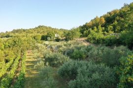 PREDIVAN MASLINIK SA 90 MASLINA, Gračišće, Terreno