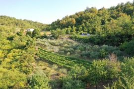 PREDIVAN MASLINIK SA 90 MASLINA, Gračišće, Arazi