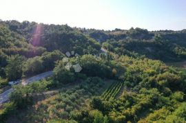 PREDIVAN MASLINIK SA 90 MASLINA, Gračišće, Terra