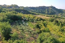 PREDIVAN MASLINIK SA 90 MASLINA, Gračišće, Land