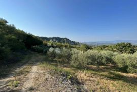 PREDIVAN MASLINIK SA 90 MASLINA, Gračišće, Terreno