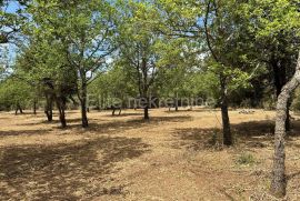 ISTRA,PEROJ - prodaja poljoprivrednog zemljišta 550m od uvale Portić, Vodnjan, Tierra