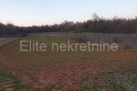 Barban - prostrano poljoprivredno zemljište 12.919 m2, Barban, Terra