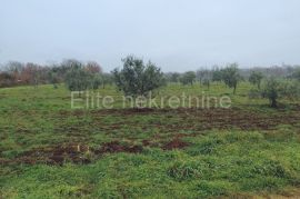 Tar - poljoprivredno zemljište 7.628 m2, Tar-Vabriga, Arazi