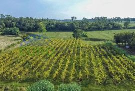 Zasađen vinograd i poljoprivredno zemljište u Bujama, Buje, Land