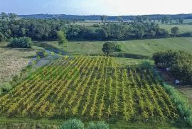 Zasađen vinograd i poljoprivredno zemljište u Bujama, Buje, Terreno